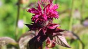 La belle échevelée aux vertus apaisantes : la monarde La belle échevelée aux vertus apaisantes : la monarde