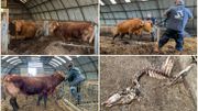 Frasnes-lez-Anvaing : deux bovins enfermés dans une grange au milieu de cadavres d'animaux Frasnes-lez-Anvaing : deux bovins enfermés dans une grange au milieu de cadavres d'animaux