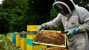 Le Canada veut interdire des pesticides nocifs pour les abeilles et les insectes aquatiques Le Canada veut interdire des pesticides nocifs pour les abeilles et les insectes aquatiques