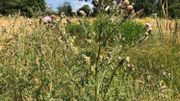 Des herbes folles, les abeilles en raffolent Des herbes folles, les abeilles en raffolent