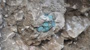 Une photographie fournie par le Laboratoire Archéologie et Archéométrie, montrant des pièces retrouvées lors de fouilles à Cluny, en Saône-et-Loire, le 12 septembre 2017. Une photographie fournie par le Laboratoire Archéologie et Archéométrie, montrant des pièces retrouvées lors de fouilles à Cluny, en Saône-et-Loire, le 12 septembre 2017.
