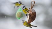 Une demi noix de coco et de la nourriture fait-maison, le repas idéal pour les oiseaux. Une demi noix de coco et de la nourriture fait-maison, le repas idéal pour les oiseaux.