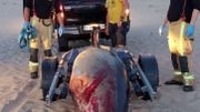 La baleine à bec morte a été évacuée de la plage de Wenduine le soir même, le 7 août 2020 La baleine à bec morte a été évacuée de la plage de Wenduine le soir même, le 7 août 2020