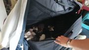 10 chatons "particulièrement maigres" étaient entassés dans une valise. 10 chatons "particulièrement maigres" étaient entassés dans une valise.