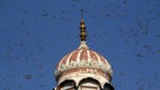 Un essaim de criquets volent autour d'un minaret de la ville pakistanaise de Multan (centre). Un essaim de criquets volent autour d'un minaret de la ville pakistanaise de Multan (centre).