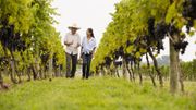 Farmers talking in vineyard Farmers talking in vineyard