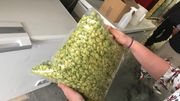 Une fois séché, le houblon est stocké au congélateur, pour préserver ses arômes Une fois séché, le houblon est stocké au congélateur, pour préserver ses arômes