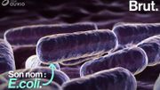 E.coli, une bactérie pleine de secrets E.coli, une bactérie pleine de secrets