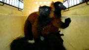 Naissance rare de jumeaux lémuriens Vari roux au zoo de Singapour Naissance rare de jumeaux lémuriens Vari roux au zoo de Singapour