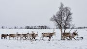 Le Canada s'oppose à des forages en Alaska menaçant des caribous Le Canada s'oppose à des forages en Alaska menaçant des caribous