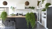 Plante d'intérieur du mois: le Rhipsalis Plante d'intérieur du mois: le Rhipsalis