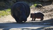 Naissance d'un bébé hippopotame à Pairi Daiza, une douce nouvelle Naissance d'un bébé hippopotame à Pairi Daiza, une douce nouvelle
