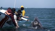 Au Mexique, observer les baleines pour oublier la pandémie Au Mexique, observer les baleines pour oublier la pandémie