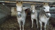 4 chevaux errants interceptés par la police en pleine nuit dans les rues de Seraing 4 chevaux errants interceptés par la police en pleine nuit dans les rues de Seraing