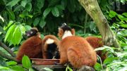 Naissance rare de jumeaux lémuriens Vari roux au zoo de Singapour Naissance rare de jumeaux lémuriens Vari roux au zoo de Singapour