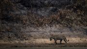 Brésil : rescapé des flammes, un jaguar retrouve son Pantanal Brésil : rescapé des flammes, un jaguar retrouve son Pantanal