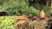 Enterré jusqu'au col, l'oya permet aux plantes de venir se servir en eau nécessaire par le système racinaire Enterré jusqu'au col, l'oya permet aux plantes de venir se servir en eau nécessaire par le système racinaire