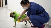 Harley, le chien thérapeute qui soulage le stress des médecins mexicains Harley, le chien thérapeute qui soulage le stress des médecins mexicains