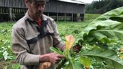 Le tabac de la Semois, une denrée rare. Le tabac de la Semois, une denrée rare.