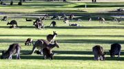 Australie: un kangourou retrouvé abattu et vêtu d'un imprimé léopard Australie: un kangourou retrouvé abattu et vêtu d'un imprimé léopard