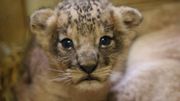 Vous avez un coup de cœur pour un animal, une espèce ? Vous souhaitez contribuer à la protection et la conservation d'une espèce menacée dans la nature ? Parcourez la liste des espèces d’animaux que Pairi Daiza héberge et choisissez l’espèce que vous souhaitez parrainer. Vous avez un coup de cœur pour un animal, une espèce ? Vous souhaitez contribuer à la protection et la conservation d'une espèce menacée dans la nature ? Parcourez la liste des espèces d’animaux que Pairi Daiza héberge et choisissez l’espèce que vous souhaitez parrainer.