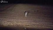 Elise a vu le loup « de Neufchâteau » de tout près : « Il n’avait pas l’air craintif, j’étais émue et excitée » (vidéo) Elise a vu le loup « de Neufchâteau » de tout près : « Il n’avait pas l’air craintif, j’étais émue et excitée » (vidéo)