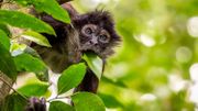Le commerce d'animaux sauvages provoque un déclin de 62% des espèces menacées dans le monde Le commerce d'animaux sauvages provoque un déclin de 62% des espèces menacées dans le monde