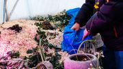 Dans son dôme, Benjamin a installé une vaste zone où il composte les déchets organiques récoltés. Dans son dôme, Benjamin a installé une vaste zone où il composte les déchets organiques récoltés.