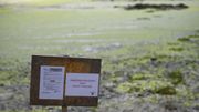 Algues vertes: une plage interdite d'accès dans les Côtes-d'Armor Algues vertes: une plage interdite d'accès dans les Côtes-d'Armor