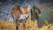 A cause de la pandémie, un pub irlandais se reconvertit en clinique pour animaux sauvages A cause de la pandémie, un pub irlandais se reconvertit en clinique pour animaux sauvages