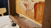 N'ayez crainte, ils ont enlevé les abeilles N'ayez crainte, ils ont enlevé les abeilles