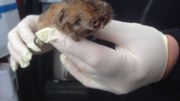 Un rat-taupier Un rat-taupier