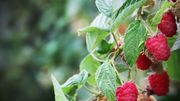 Branch loaded with Ripe Red Raspberries Branch loaded with Ripe Red Raspberries