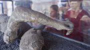 Des cellules cérébrales intactes dans le crâne d'un homme tué dans l'éruption du Vésuve il y a 2000 ans Des cellules cérébrales intactes dans le crâne d'un homme tué dans l'éruption du Vésuve il y a 2000 ans