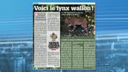 Il y a bel et bien un "Lynx" en Belgique, et il est wallon ! Il y a bel et bien un "Lynx" en Belgique, et il est wallon !