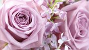 Saint-Valentin... Ces roses qui annoncent la couleur ! Saint-Valentin... Ces roses qui annoncent la couleur !