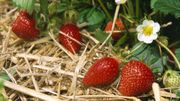 Privilégier les circuits courts et les producteurs locaux… Privilégier les circuits courts et les producteurs locaux…