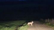 Un nouveau loup repéré du côté de Neufchâteau: il aurait parcouru 700 kilomètres pour venir en Belgique Un nouveau loup repéré du côté de Neufchâteau: il aurait parcouru 700 kilomètres pour venir en Belgique