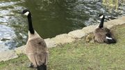 Les Bernaches du Canada adorent brouter l’herbe et ensuite se glisser dans l’eau. Les Bernaches du Canada adorent brouter l’herbe et ensuite se glisser dans l’eau.