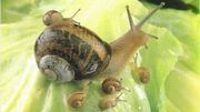 L'Helix aspersa, plus connu sous le nom de petit-gris L'Helix aspersa, plus connu sous le nom de petit-gris