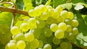 5 fruits et légumes de saison pour se booster en automne 5 fruits et légumes de saison pour se booster en automne