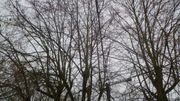 Jumet: un arbre s'effondre sur une façade et deux voitures Jumet: un arbre s'effondre sur une façade et deux voitures