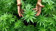Découverte d'une plantation de 500 plants et 36 kilos de cannabis à Woluwe-Saint-Étienne Découverte d'une plantation de 500 plants et 36 kilos de cannabis à Woluwe-Saint-Étienne