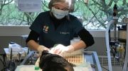 Parvovirose : une maladie qui s'en prend aux chiens Parvovirose : une maladie qui s'en prend aux chiens