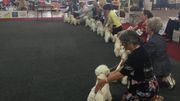 Avant chaque concours, les chiens et leurs maîtres se présentent au public. Avant chaque concours, les chiens et leurs maîtres se présentent au public.