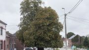Concours de l'Arbre belge de l'année : nos 3 provinces en bonne position ! Concours de l'Arbre belge de l'année : nos 3 provinces en bonne position !
