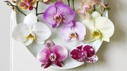Plante d'intérieur du mois: le phalaenopsis Plante d'intérieur du mois: le phalaenopsis