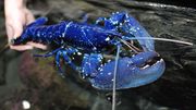 Un homard d'un bleu très rare rejoint Océanopolis à Brest Un homard d'un bleu très rare rejoint Océanopolis à Brest