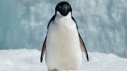 Depuis quelques années, popularisé par l’urgence climatique et la quête d’espaces inexplorés, le tourisme polaire est en plein boom : 500 voyageurs dans les années 50 en Antarctique, près de 60.000 à ce jour. Depuis quelques années, popularisé par l’urgence climatique et la quête d’espaces inexplorés, le tourisme polaire est en plein boom : 500 voyageurs dans les années 50 en Antarctique, près de 60.000 à ce jour.