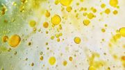 Focus sur les bienfaits de l'huile d'olive Focus sur les bienfaits de l'huile d'olive